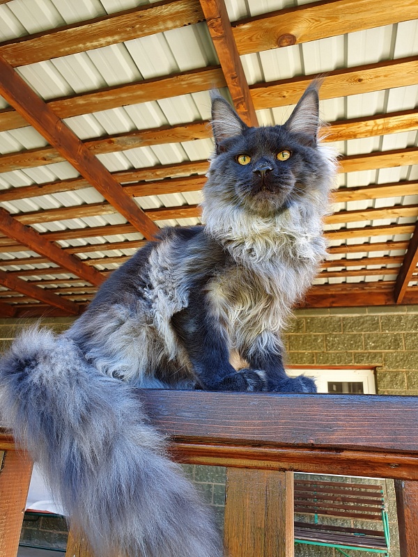 Evil Akbars - Kitten maine-coon 6 months 0.5 weeks