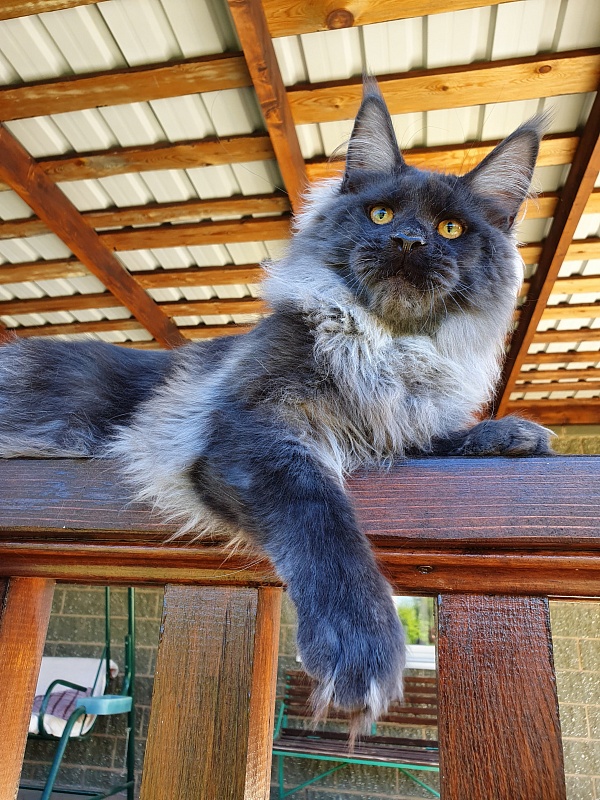 Evil Akbars - Kitten maine-coon 6 months 0.5 weeks