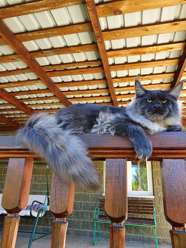 Evil Akbars - Kitten maine-coon 6 months 0.5 weeks