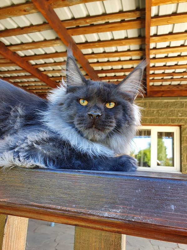 Evil Akbars - Kitten maine-coon 6 months 0.5 weeks