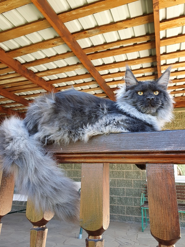 Evil Akbars - Kitten maine-coon 6 months 0.5 weeks