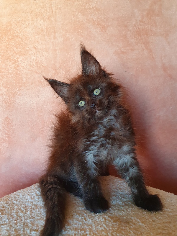 Evil Akbars - Kitten maine-coon 2 months 0.5 weeks