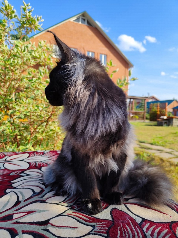 Evil Akbars - Kitten maine-coon 6 months 3.5 weeks