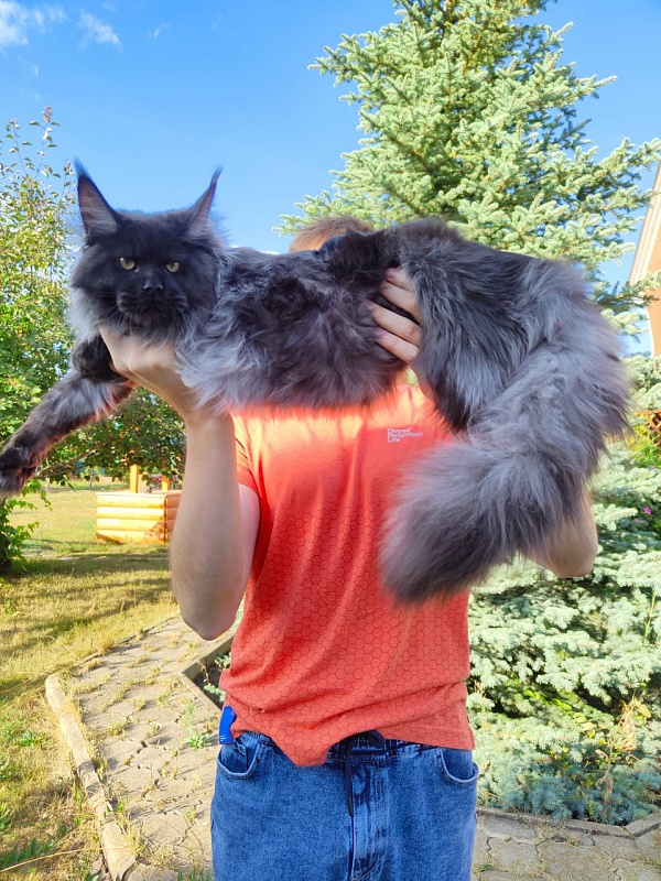 Evil Akbars - Kitten maine-coon 6 months 3.5 weeks