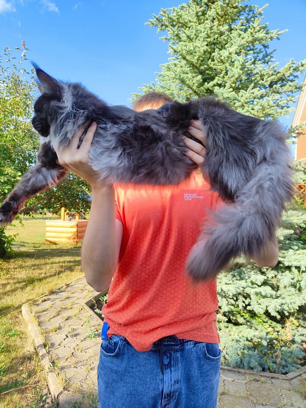 Evil Akbars - Kitten maine-coon 6 months 3.5 weeks