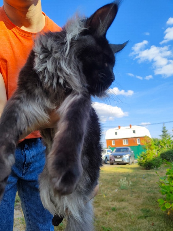 Evil Akbars - Kitten maine-coon 6 months 3.5 weeks