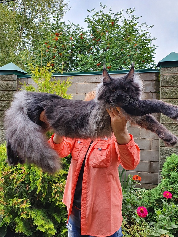 Evil Akbars - Kitten maine-coon 6 months 3.5 weeks