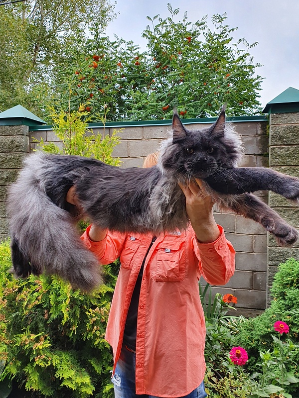 Evil Akbars - Kitten maine-coon 6 months 3.5 weeks