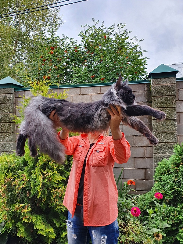 Evil Akbars - Kitten maine-coon 6 months 3.5 weeks