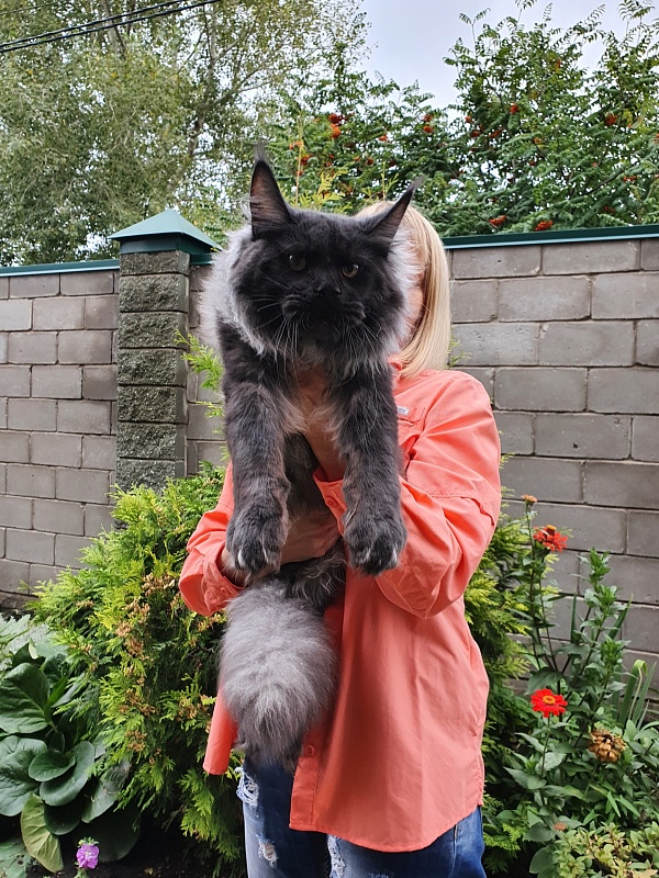 Evil Akbars - Kitten maine-coon 6 months 3.5 weeks