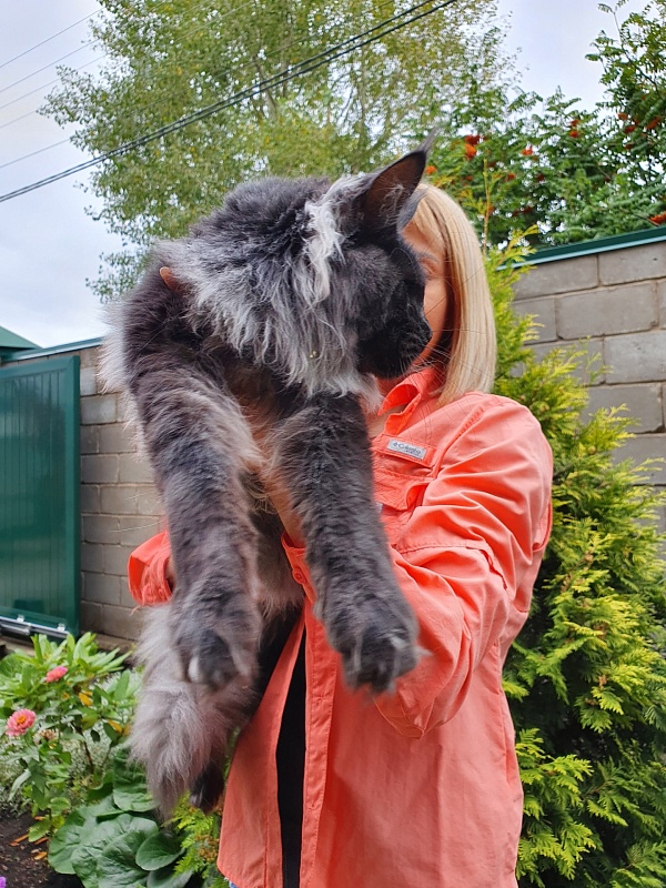 Evil Akbars - Kitten maine-coon 6 months 3.5 weeks