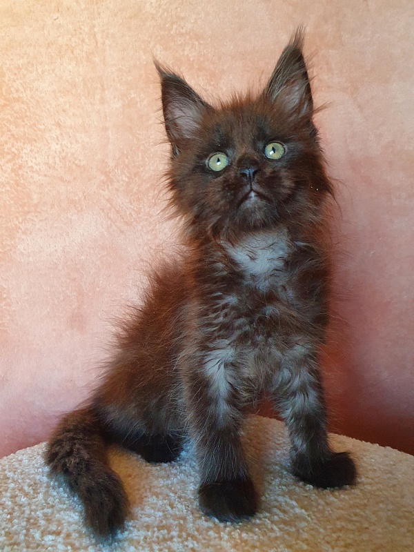 Evil Akbars - Kitten maine-coon 2 months 0.5 weeks