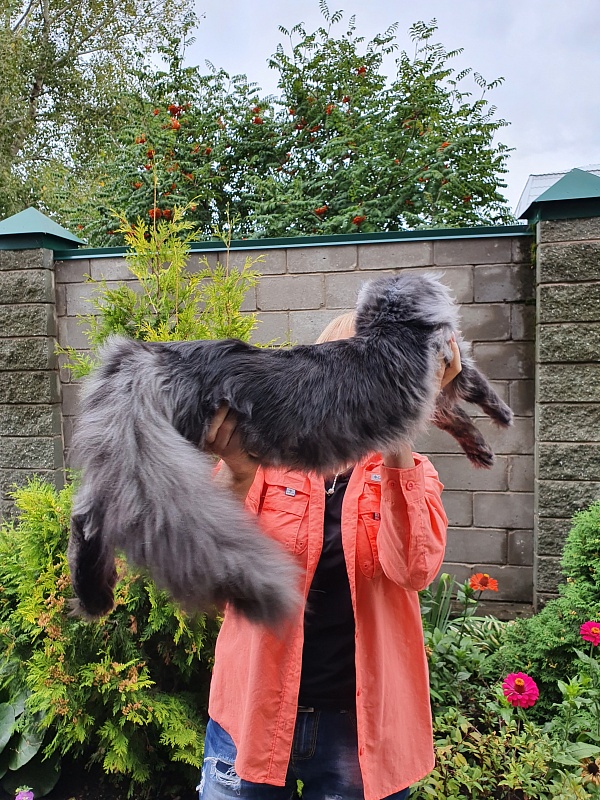 Evil Akbars - Kitten maine-coon 6 months 3.5 weeks