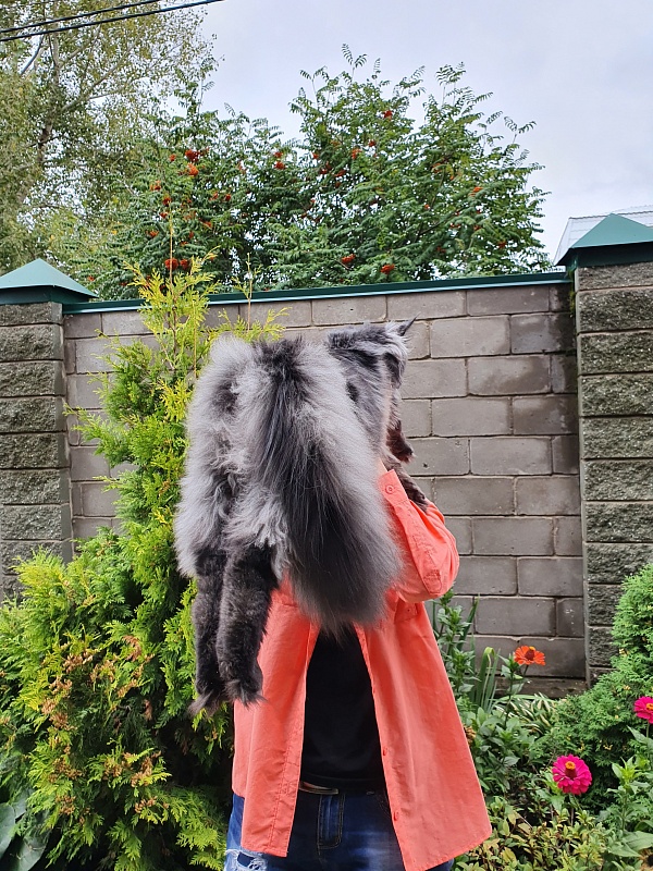 Evil Akbars - Kitten maine-coon 6 months 3.5 weeks