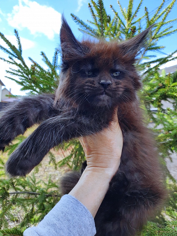Evil Akbars - Kitten maine-coon 2 months 0.5 weeks