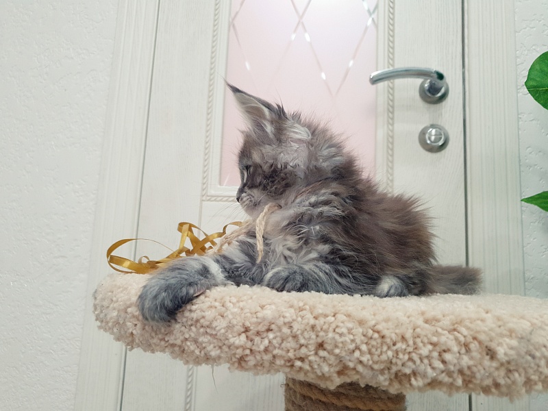 Fenya Akbars(polydactyl) 56/66 - Kitten maine-coon 1 month 2.5 weeks