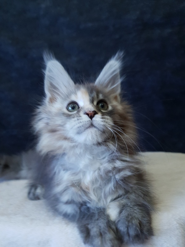 Fenya Akbars(polydactyl) 56/66 - Kitten maine-coon 2.5 months