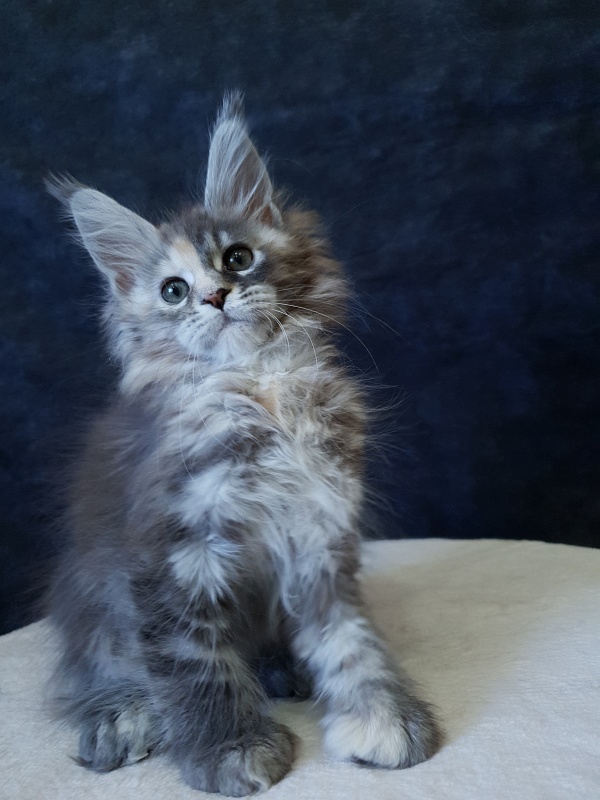Fenya Akbars(polydactyl) 56/66 - Kitten maine-coon 2.5 months