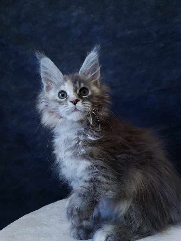 Fenya Akbars(polydactyl) 56/66 - Kitten maine-coon 2.5 months