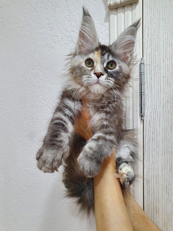 Fenya Akbars(polydactyl) 56/66 - Kitten maine-coon 3 months 1 week