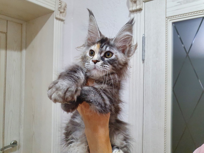 Fenya Akbars(polydactyl) 56/66 - Kitten maine-coon 3 months 1 week
