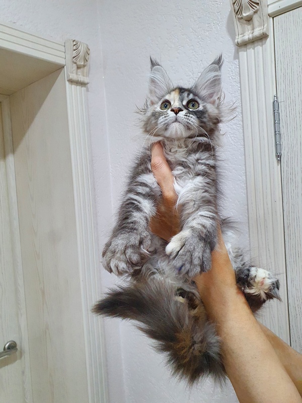 Fenya Akbars(polydactyl) 56/66 - Kitten maine-coon 3 months 1 week