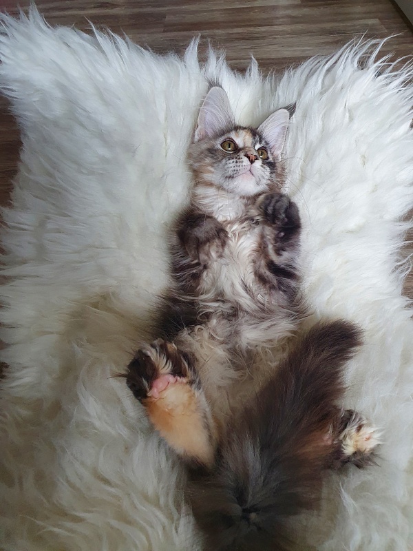 Fenya Akbars(polydactyl) 56/66 - Kitten maine-coon 3 months 3 weeks