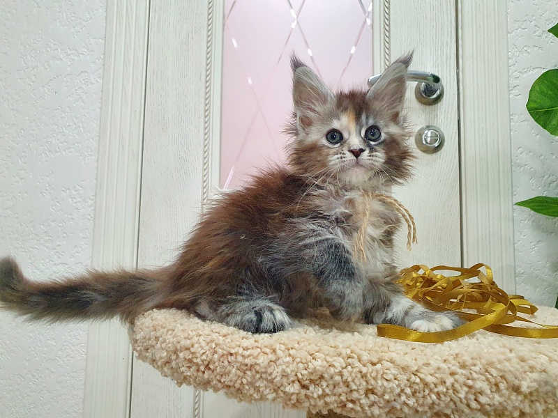Fenya Akbars(polydactyl) 56/66 - Kitten maine-coon 1 month 2.5 weeks