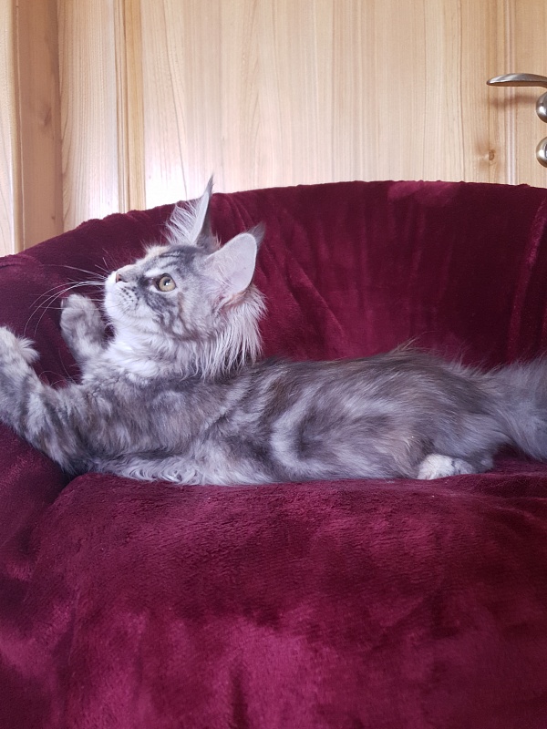 Fenya Akbars(polydactyl) 56/66 - Kitten maine-coon 4 months
