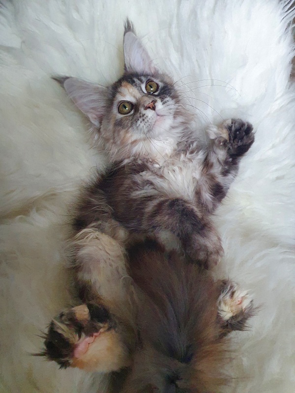 Fenya Akbars(polydactyl) 56/66 - Kitten maine-coon 3 months 3 weeks