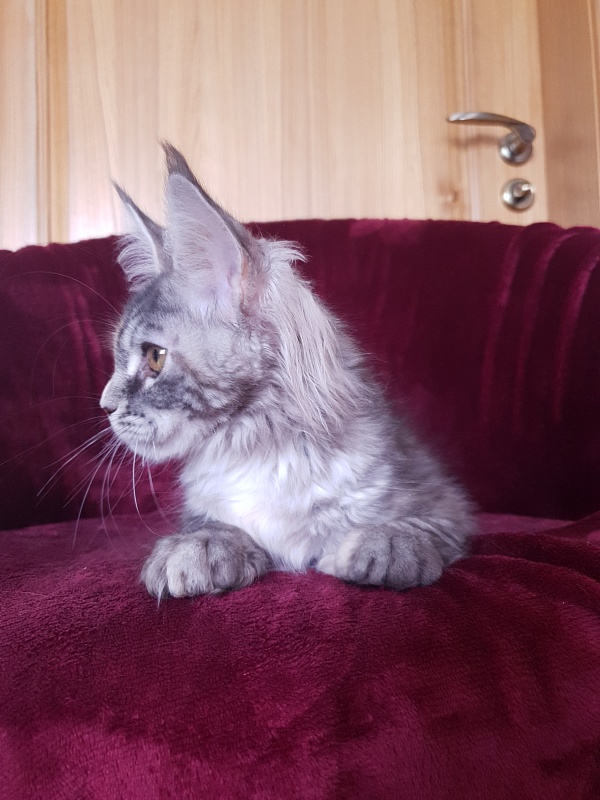 Fenya Akbars(polydactyl) 56/66 - Kitten maine-coon 4 months