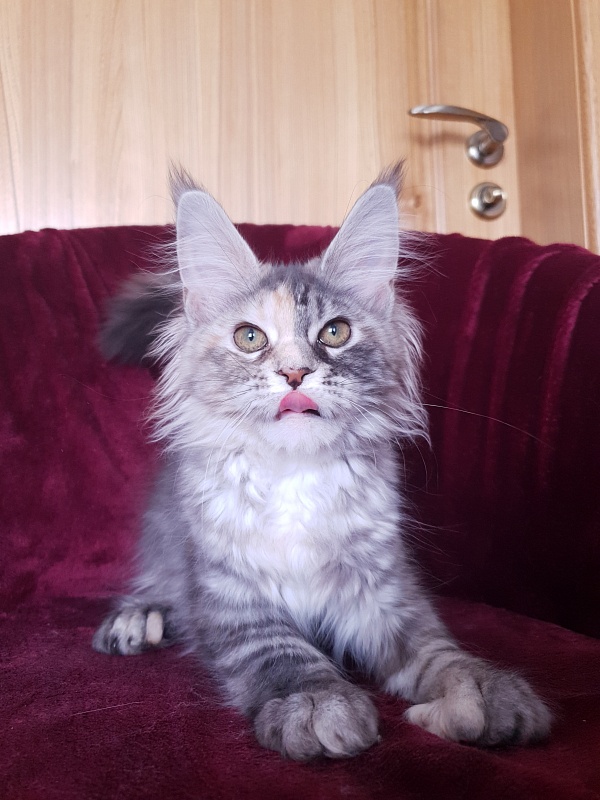 Fenya Akbars(polydactyl) 56/66 - Kitten maine-coon 4 months