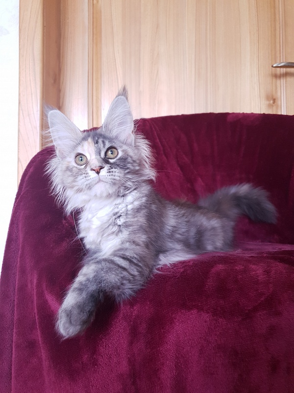 Fenya Akbars(polydactyl) 56/66 - Kitten maine-coon 4 months