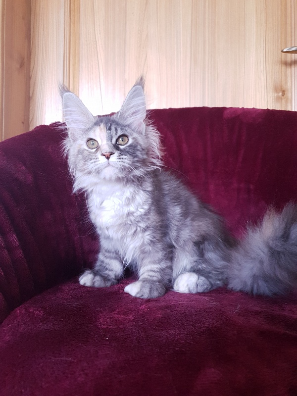 Fenya Akbars(polydactyl) 56/66 - Kitten maine-coon 4 months