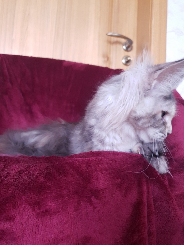 Fenya Akbars(polydactyl) 56/66 - Kitten maine-coon 4 months