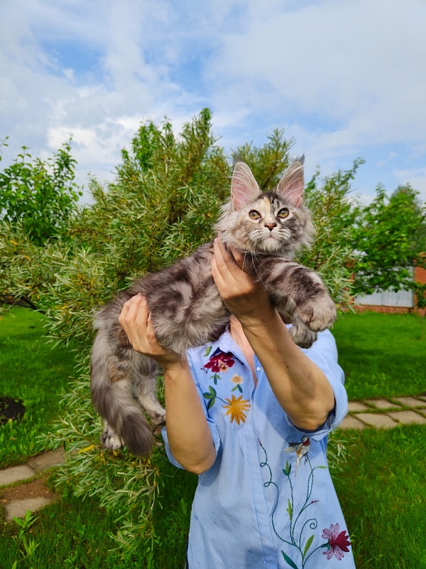 Fenya Akbars(polydactyl) 56/66 - Kitten maine-coon 3 months 4 weeks
