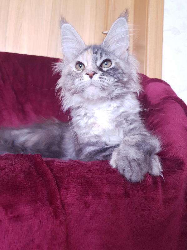 Fenya Akbars(polydactyl) 56/66 - Kitten maine-coon 4 months