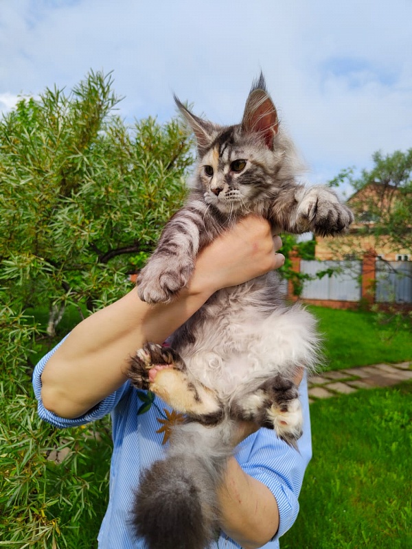 Fenya Akbars(polydactyl) 56/66 - Kitten maine-coon 3 months 4 weeks