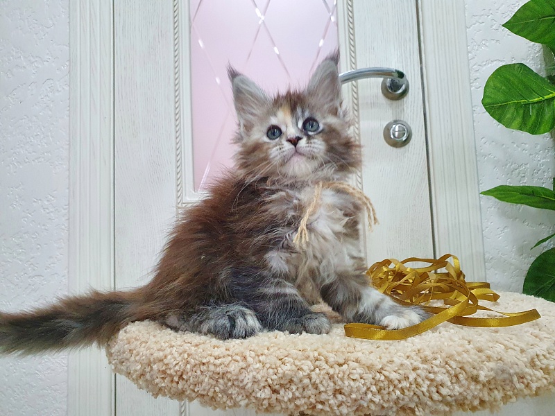 Fenya Akbars(polydactyl) 56/66 - Kitten maine-coon 1 month 2.5 weeks