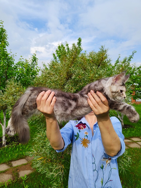 Fenya Akbars(polydactyl) 56/66 - Kitten maine-coon 3 months 4 weeks