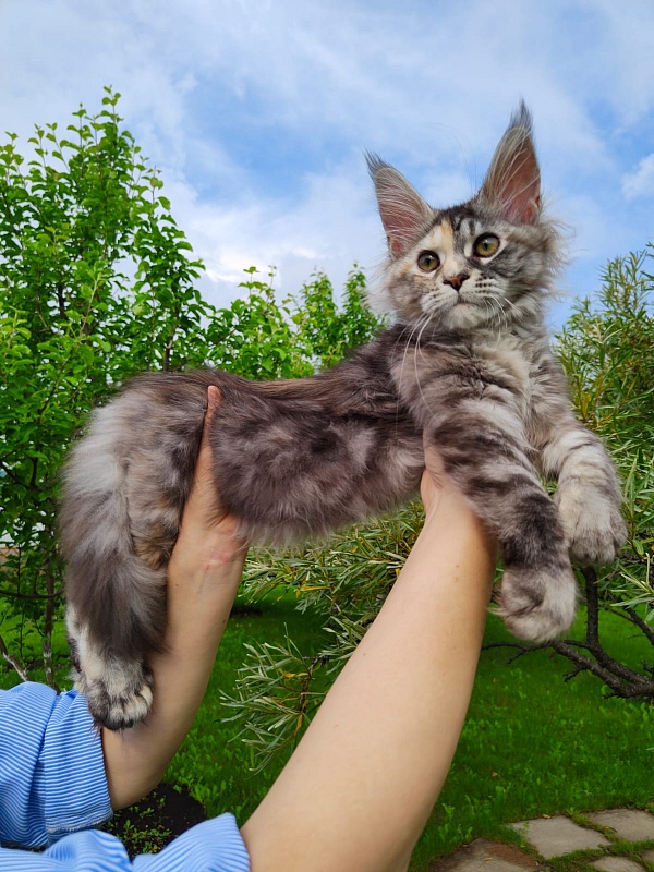 Fenya Akbars(polydactyl) 56/66 - Kitten maine-coon 3 months 4 weeks