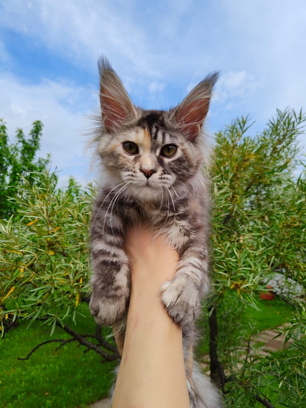 Fenya Akbars(polydactyl) 56/66 - Kitten maine-coon 3 months 4 weeks