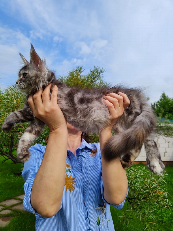 Fenya Akbars(polydactyl) 56/66 - Kitten maine-coon 3 months 4 weeks