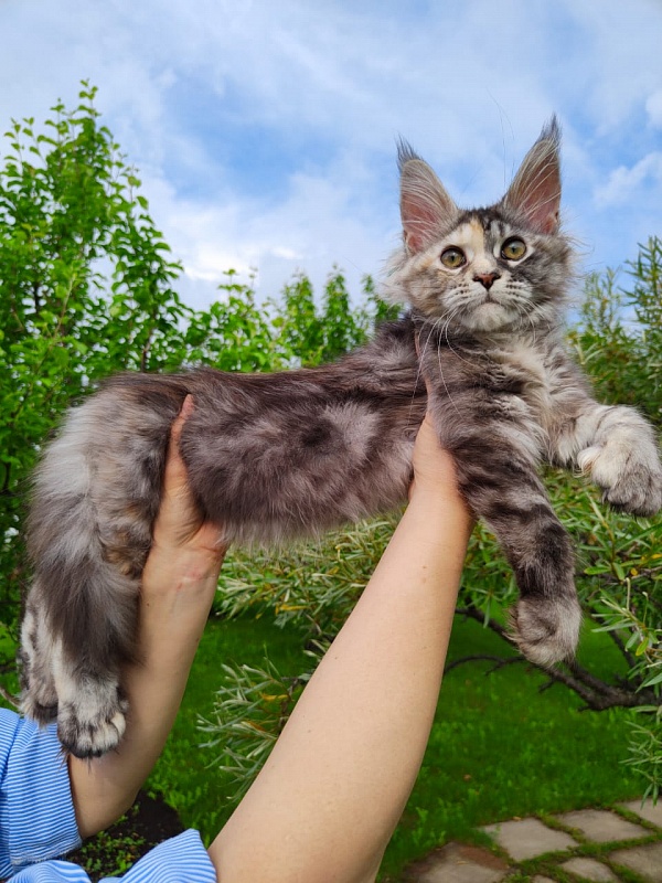 Fenya Akbars(polydactyl) 56/66 - Kitten maine-coon 3 months 4 weeks