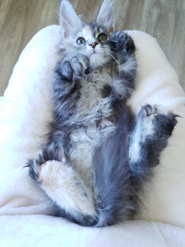 Fenya Akbars(polydactyl) 56/66 - Kitten maine-coon 2.5 months