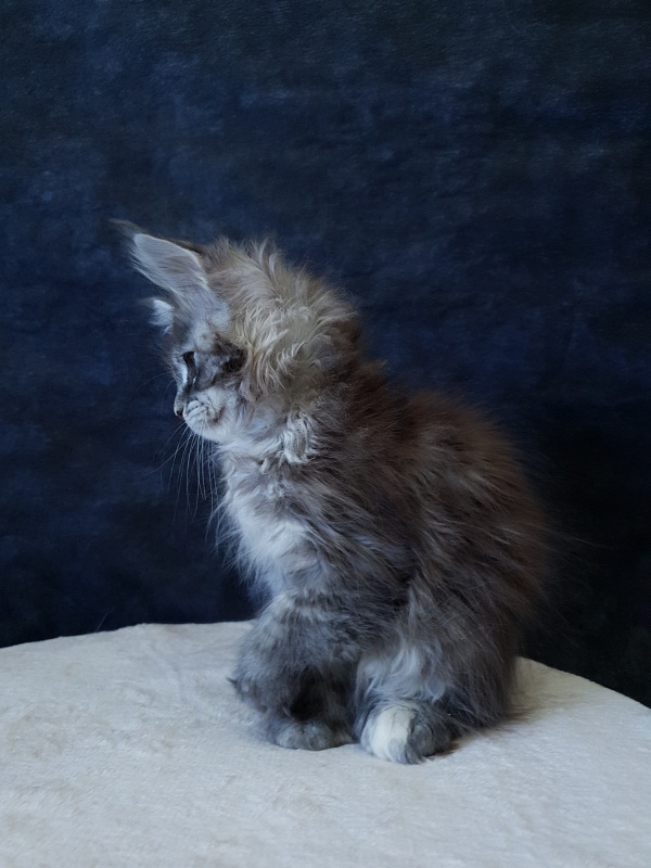 Fenya Akbars(polydactyl) 56/66 - Kitten maine-coon 2.5 months