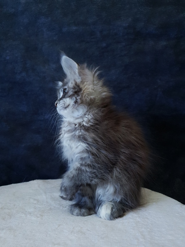 Fenya Akbars(polydactyl) 56/66 - Kitten maine-coon 2.5 months