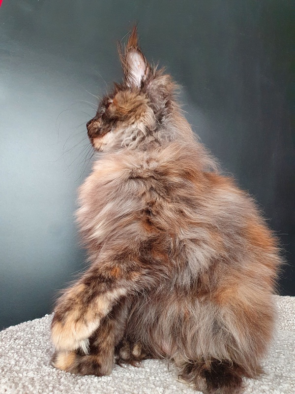 Flora Akbars (polydactyl) 66/66 - Kitten maine-coon 5 months 1.5 week