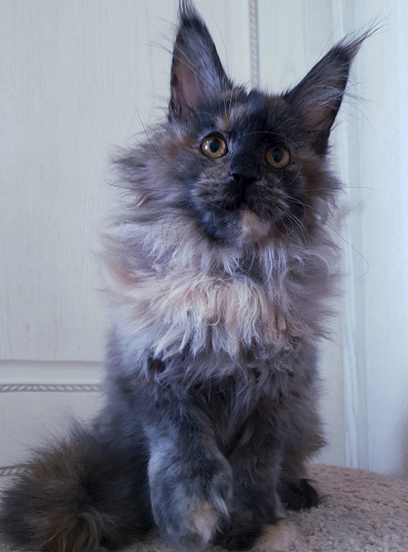 Flora Akbars (polydactyl) 66/66 - Junior maine-coon 7 months