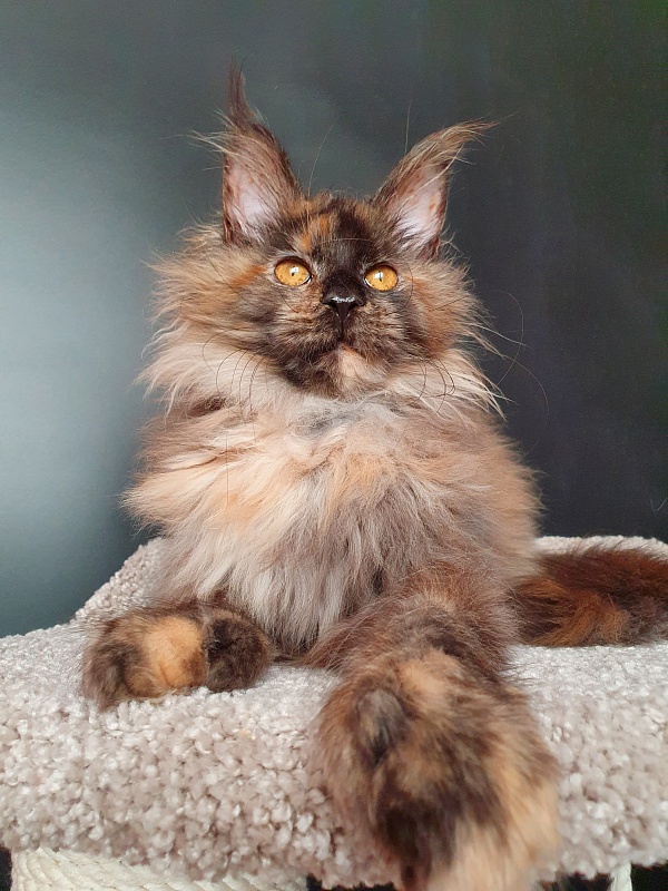 Flora Akbars (polydactyl) 66/66 - Kitten maine-coon 5 months 1.5 week